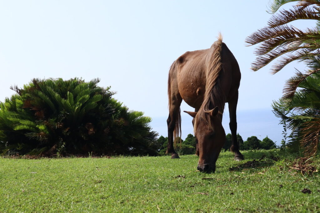 芝生を食べる都井岬の御崎馬