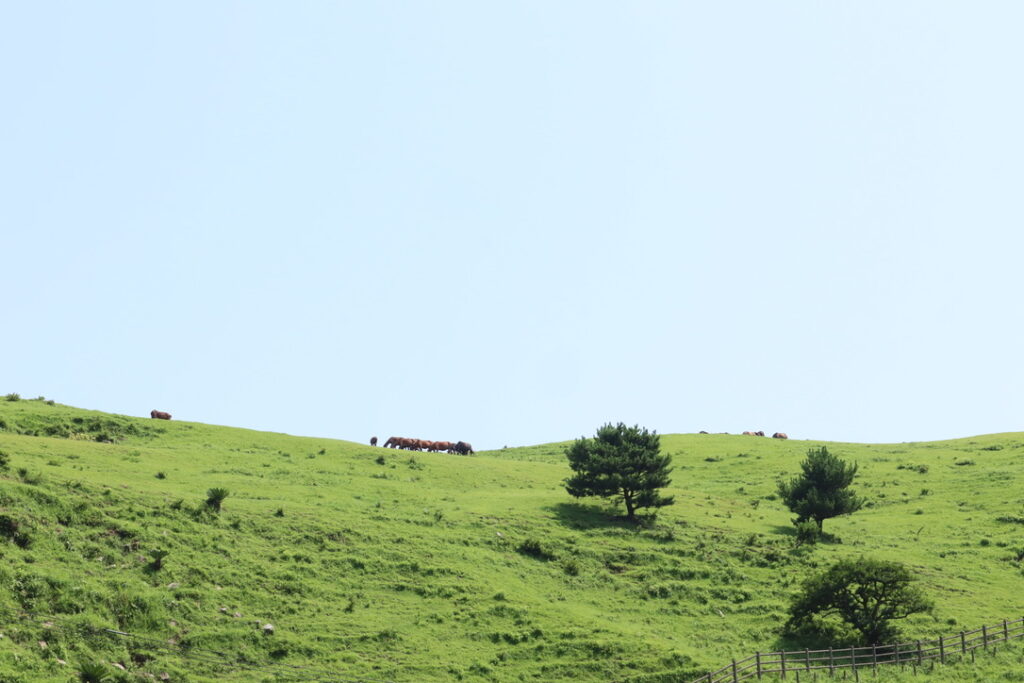 丘の上にいる都井岬の御崎馬